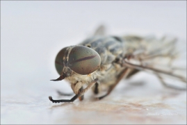 <p>OVÁD BZUČIVÝ (Tabanus bromius) /Band-eyed brown horsefly - Gemeine Viehbremse/</p>